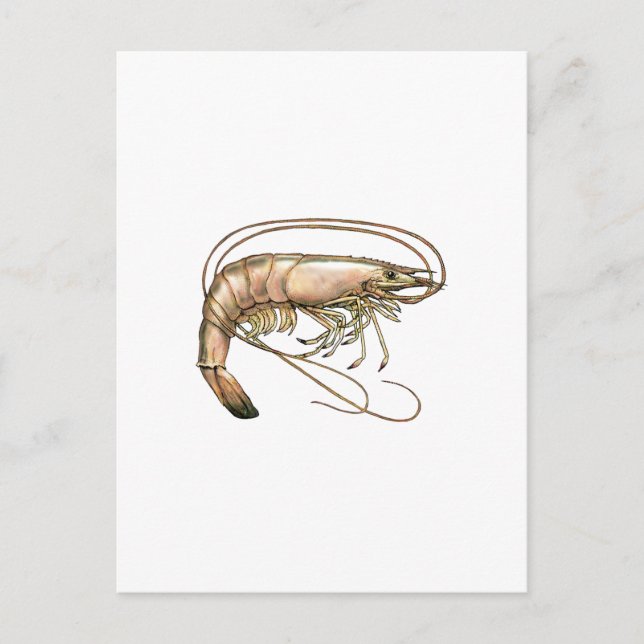 Southern Shrimp Art Postkarte (Vorderseite)