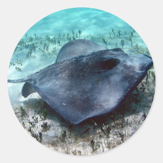 Southern Stingray Runder Aufkleber (Vorderseite)