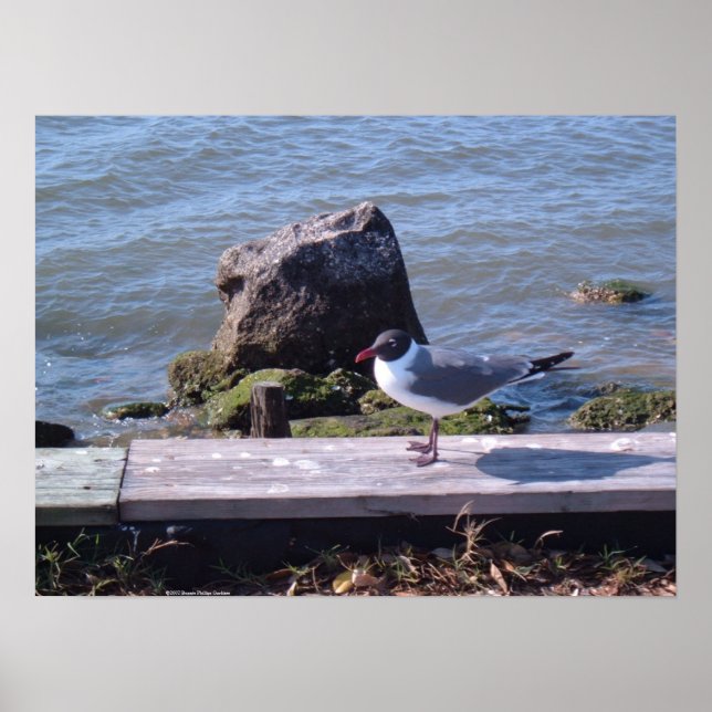 Southport, North Carolina - Seagull Poster (Vorne)