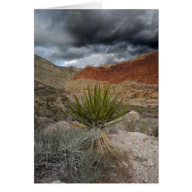 Southwest Blank Jeden Anlaß Grußkarte (Vorne)