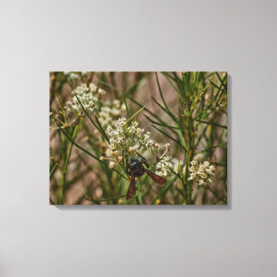 Southwestern Forager Leinwanddruck