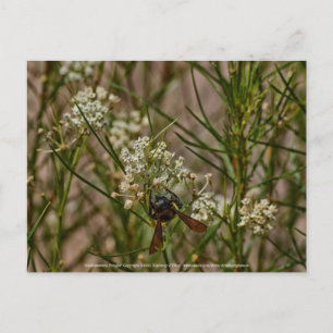 Southwestern Forager Postkarte