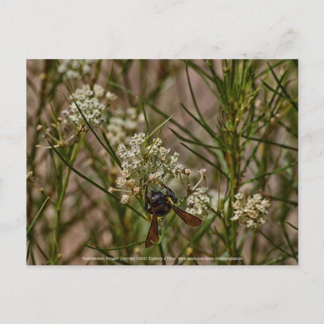 Southwestern Forager Postkarte (Vorderseite)