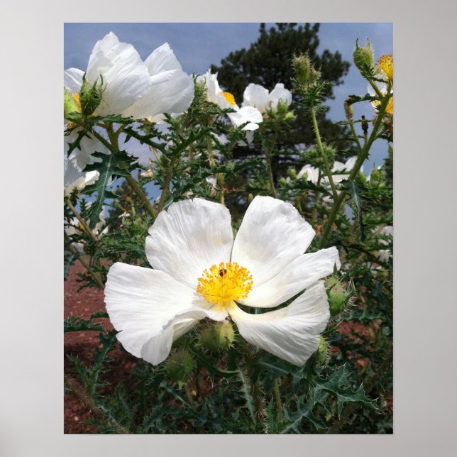 Southwestern Prickly Poppy Fotograf Poster (Vorne)