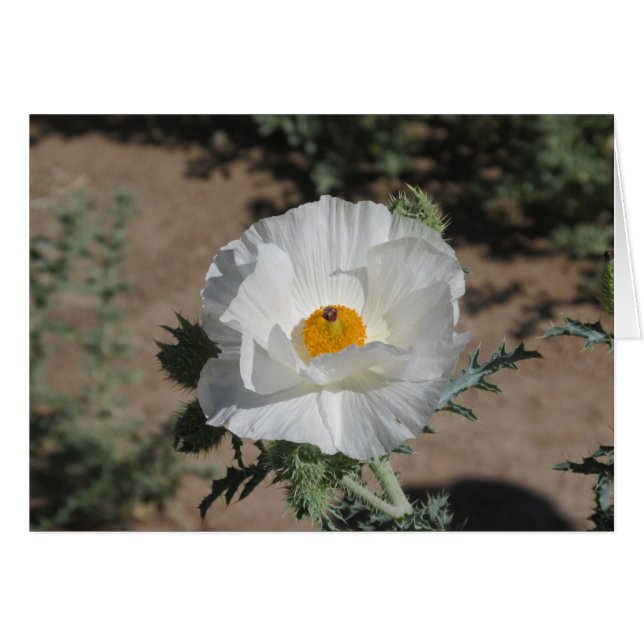 Southwestern Pricklypoppy (Vorderseite (Horizontal))