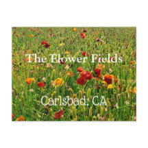 Souvenir Postcard: The Blume Fields, Carlsbad, CA