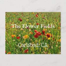 Souvenir Postcard: The Blume Fields, Carlsbad, CA Postkarte