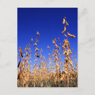 Soybeans Postkarte