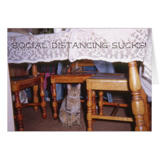 Soziale Distanzierung Katze unter einem Küchentisc