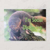 Soziales Eichhörnchen
