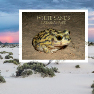 Spadefoot Toad, White Sands Nationalpark Postcard Postkarte