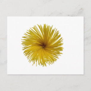Spaghetti-Blume Postkarte