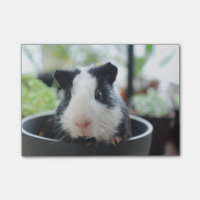 Spähen des Meerschweinchens