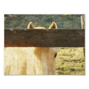 Spähen durch den Zaun Fotodruck