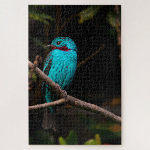 Spangled Cotinga Puzzle