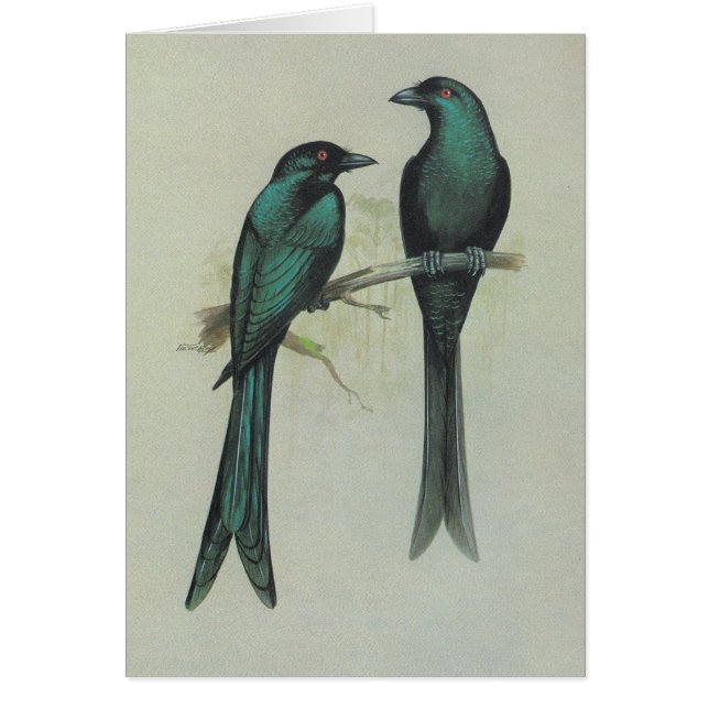 Spangled Drongo - Dicrurus hottentottus (Vorne)