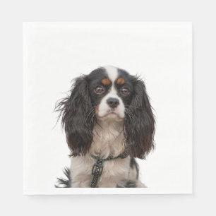 SPANIEL 1A SERVIETTE