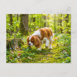 Spaniel beim Spaziergang durch einen hellen Frühli Postkarte