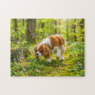 Spaniel beim Spaziergang durch einen hellen Frühli Puzzle