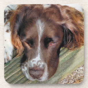 SPANIEL DOG GETRÄNKEUNTERSETZER