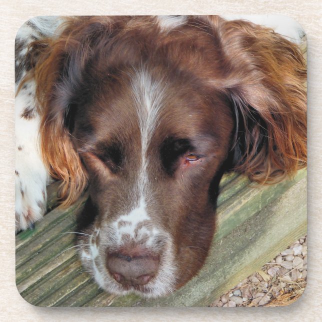 SPANIEL DOG GETRÄNKEUNTERSETZER (Vorderseite)