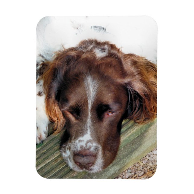 SPANIEL DOG MAGNET (Vertikal)
