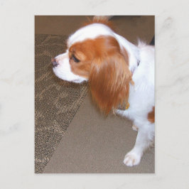 Spaniel Dog Postcard Postkarte