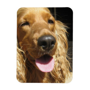 Spaniel-Hundeprämien-Magnet Magnet