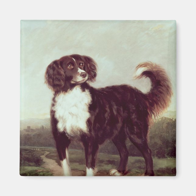 Spaniel Magnet (Vorne)