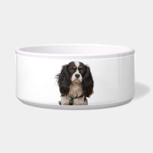 SPANIEL NAPF