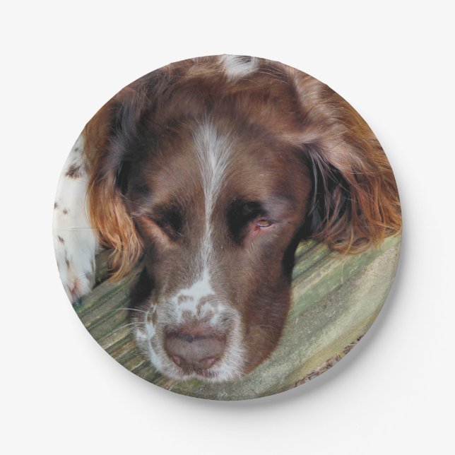 SPANIEL PAPPTELLER (Vorderseite)