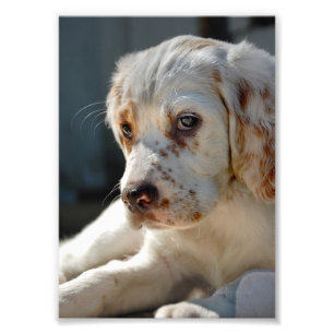 Spaniel Puppy Dog Fotodruck