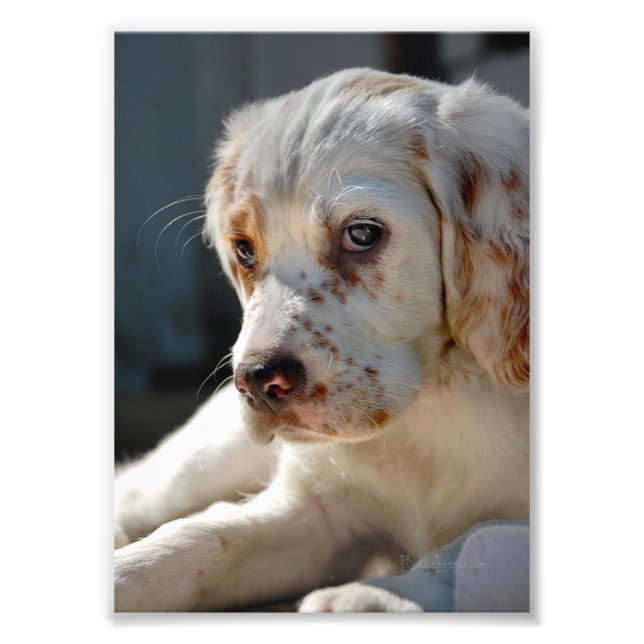 Spaniel Puppy Dog Fotodruck (Vorne)
