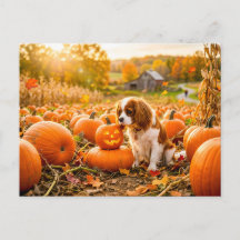 Spaniel puppy in autumn pumpkin field