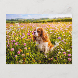 Spaniel schnuppert an einer Blume auf einer Sommer Postkarte