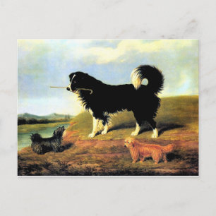 Spaniel und zwei Norfolk-Terrier Postkarte