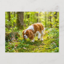 Spaniel walking through bright spring forest