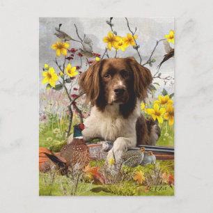 Spaniels "English Springer", Art Postkarte