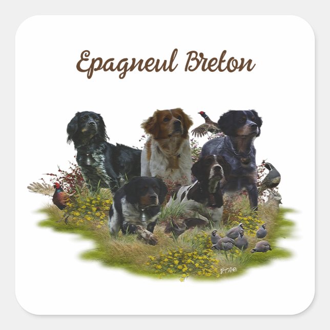 Spaniels in der Bretagne, Vogeljagd Quadratischer Aufkleber (Vorderseite)