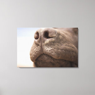 Spanien, Costa-BLANCA, Nahaufnahme der Schokolade Leinwanddruck