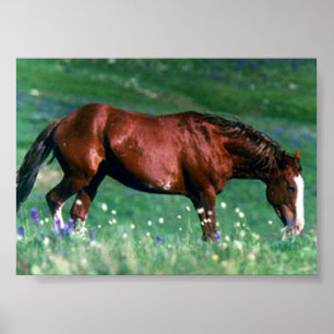 Spanisch Mustang Poster