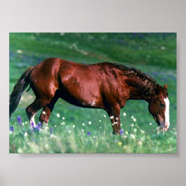 Spanisch Mustang Poster (Vorne)