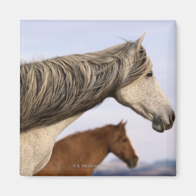 Spanisch Mustangs Magnet (Vorne)