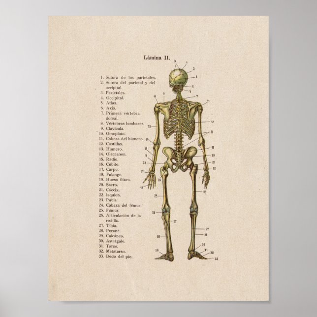 Spanisch Vintag Anatomie Druckknochen Poster (Vorne)