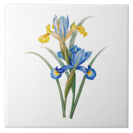 Spanische Iris von Pierre-Joseph Redouté Fliese