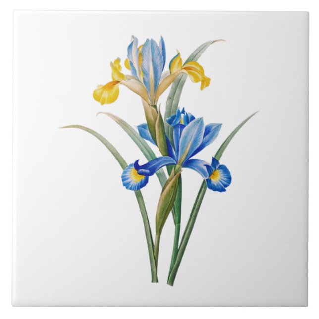 Spanische Iris von Pierre-Joseph Redouté Fliese (Vorderseite)