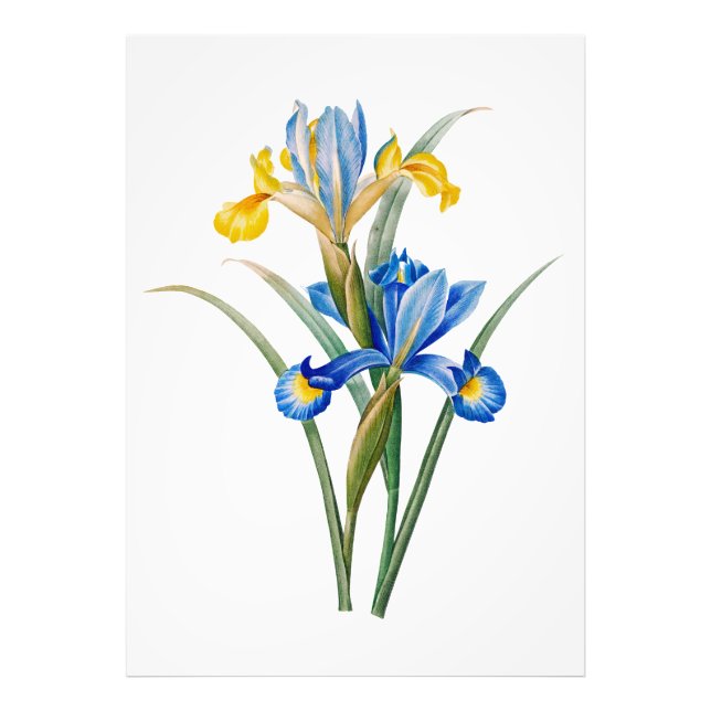 Spanische Iris von Pierre-Joseph Redouté Fotodruck (Vorne)