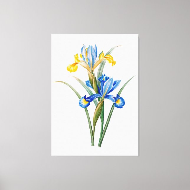 Spanische Iris von Pierre-Joseph Redouté Leinwanddruck (Vorderseite)