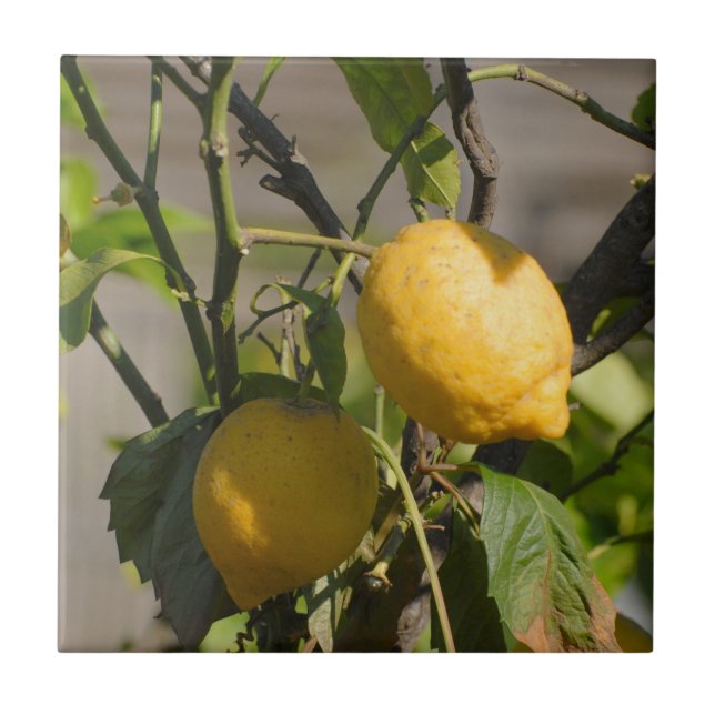 Spanische Lemon Graphics Fliese (Vorderseite)
