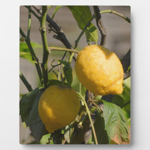 Spanische Lemon Graphics Fotoplatte